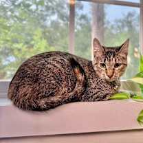 Thumbnail photo of Bronx New York #1