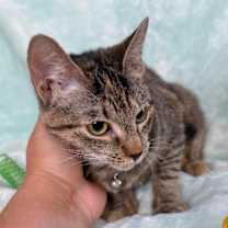 Thumbnail photo of Manhattan New York #1