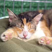 Thumbnail photo of Bri Lee Simpson #4