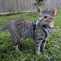 Thumbnail photo of Megan The Leash Walking Cat #1