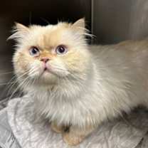 Thumbnail photo of Snow Prince #1