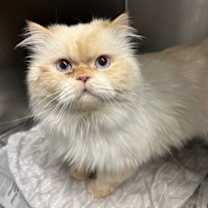 Thumbnail photo of Snow Prince #3