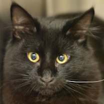 Thumbnail photo of Mr. Meyah #1