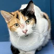 Thumbnail photo of Lacey #1