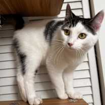 Thumbnail photo of Agnes #1