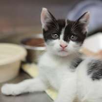 Thumbnail photo of 89299a Itty-Bitty- PetSmart We #1