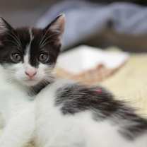 Thumbnail photo of 89299a Itty-Bitty- PetSmart We #2