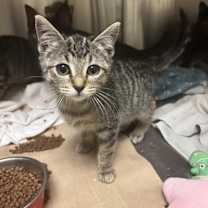 Thumbnail photo of Chanel #1