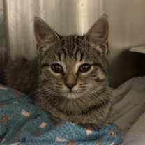 Thumbnail photo of Gucci #1