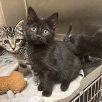 Thumbnail photo of Burberry #1