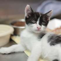 Thumbnail photo of 89299a Itty-Bitty- PetSmart We #3