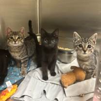 Thumbnail photo of Chanel #2