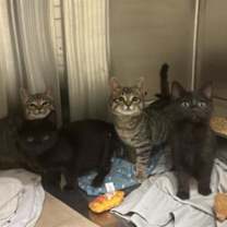 Thumbnail photo of Gucci #3