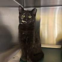 Thumbnail photo of Bunny #1