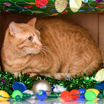 Thumbnail photo of 89479A Simba #2