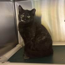 Thumbnail photo of Bunny #2