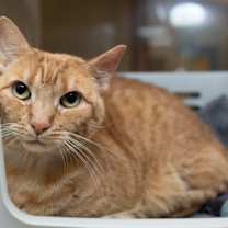 Thumbnail photo of 89479A Simba #3