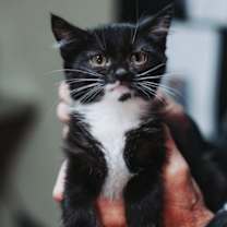 Thumbnail photo of 89928a Kate- PetSmart North Ch #2