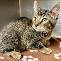 Thumbnail photo of Oppossum #2