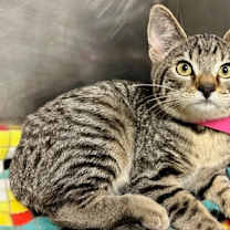 Thumbnail photo of Mouse #2