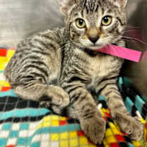 Thumbnail photo of Mouse #3