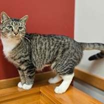 Thumbnail photo of Bella #2