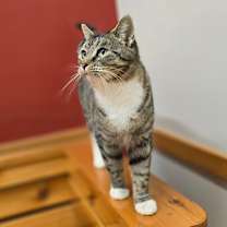 Thumbnail photo of Bella #3