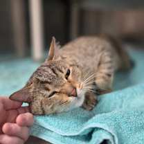 Thumbnail photo of Nicholas #2