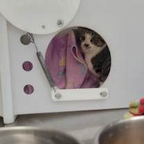 Thumbnail photo of Barista - WORKING CAT #2