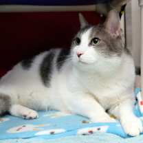 Thumbnail photo of Chunk #3