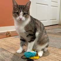 Thumbnail photo of Neenah #3