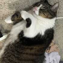 Thumbnail photo of Tubbies #2