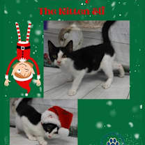 Thumbnail photo of Adoptable Buddy the Elf Kitten #1