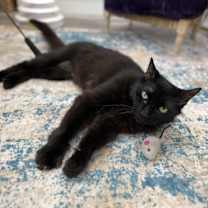 Thumbnail photo of Lexi Vita #4