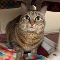 Thumbnail photo of Khaleesi #1