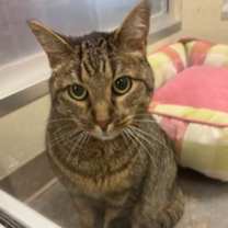 Thumbnail photo of Burglar #2