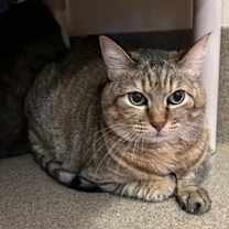 Thumbnail photo of Khaleesi #2