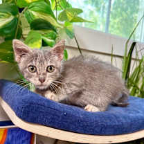 Thumbnail photo of Tulip Flower #1