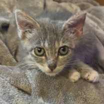 Thumbnail photo of Tulip Flower #2