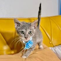 Thumbnail photo of Tulip Flower #3