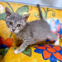 Thumbnail photo of Tulip Flower #4