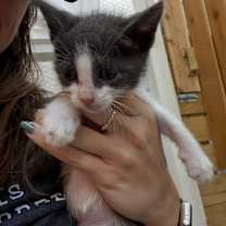 Thumbnail photo of Mandarin Sugar #4