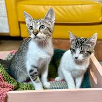 Thumbnail photo of Quince Bard #3