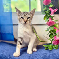 Thumbnail photo of Quince Bard #4