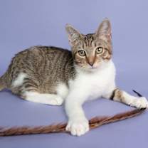 Thumbnail photo of Nym Bard #4