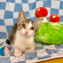 Thumbnail photo of Thomas The Sweet #1