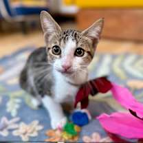 Thumbnail photo of Thomas The Sweet #3