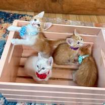 Thumbnail photo of Tampa Treasure #2