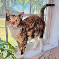 Thumbnail photo of Cleopatra Bonfire #1