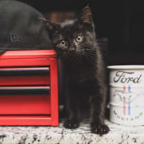 Thumbnail photo of Cece Cuddles #1